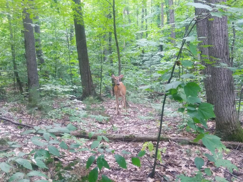 Casse-Croûte chez Ti-Ray | restaurant | 31 Route Principale O, Sainte-Cécile-de-Masham, QC J0X 2W0, Canada | 8194561222 OR +1 819-456-1222
