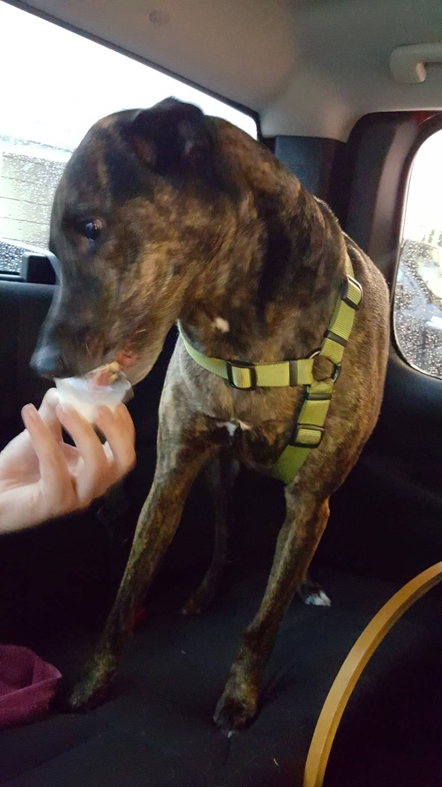 Sonic Drive-In | restaurant | 1921 S, Main St, Winfield, KS 67156, USA | 6202219876 OR +1 620-221-9876