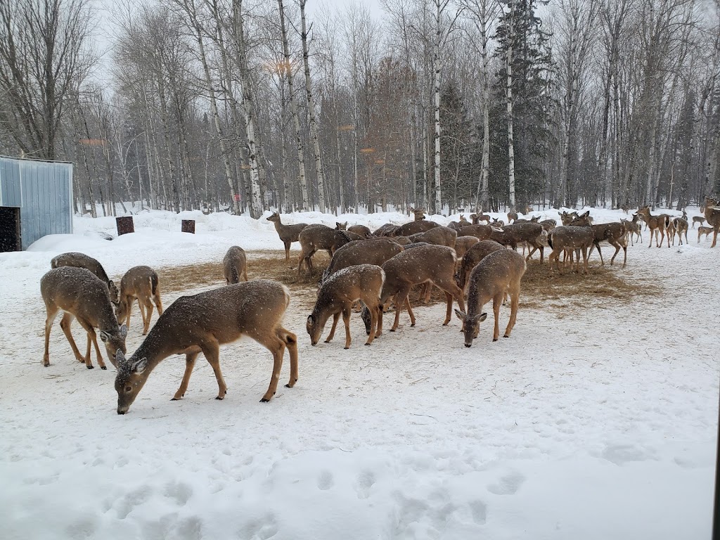 Hulbert Happy Hour | restaurant | 10402 S Maple St, Hulbert, MI 49748, USA | 9068762555 OR +1 906-876-2555