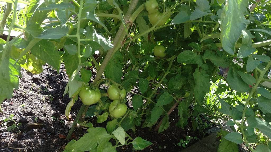 Doc Lee Lau Chinese Restaurant | restaurant | 625 W Hoffman Ave, Lindenhurst, NY 11757, USA | 6312262228 OR +1 631-226-2228