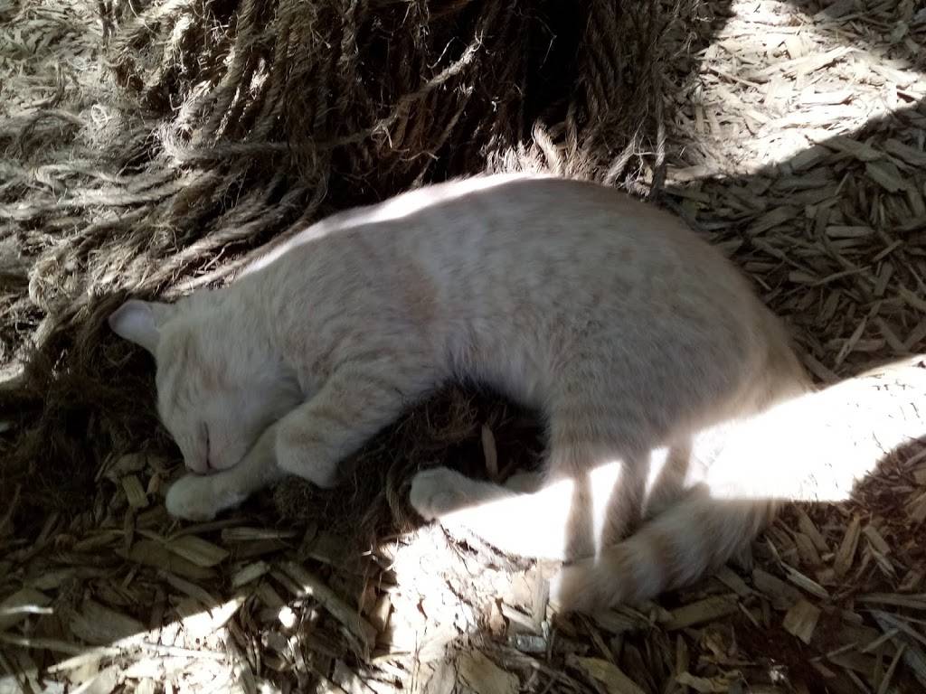 Eggsquis Repentigny | restaurant | 1124 Boulevard Iberville, Repentigny, QC J5Y 3M6, Canada | 5796351504 OR +1 579-635-1504