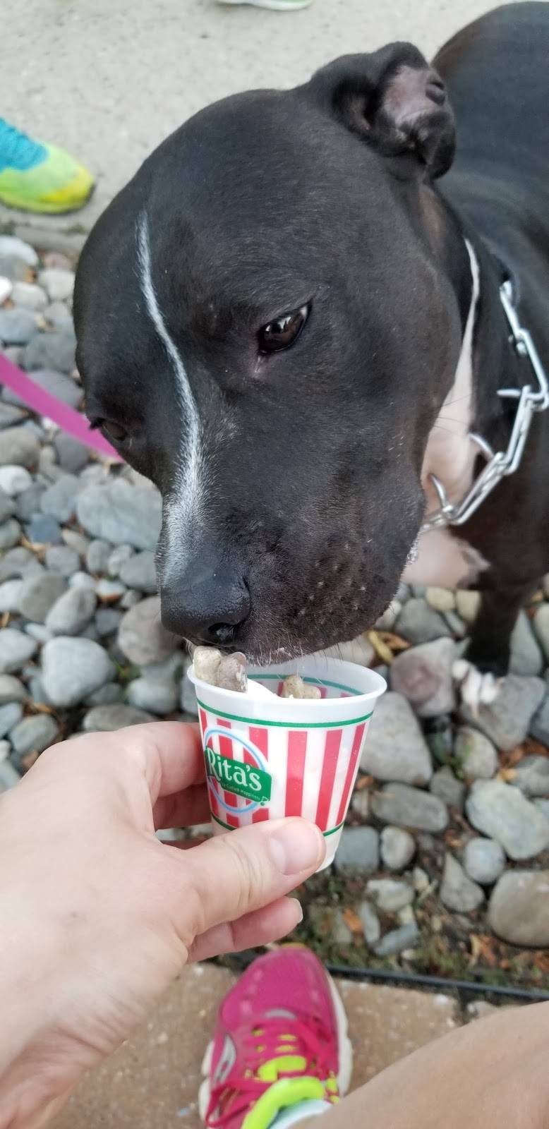 Ritas Italian Ice & Frozen Custard | restaurant | 1468 Buck Rd, Holland, PA 18966, USA | 2158605402 OR +1 215-860-5402