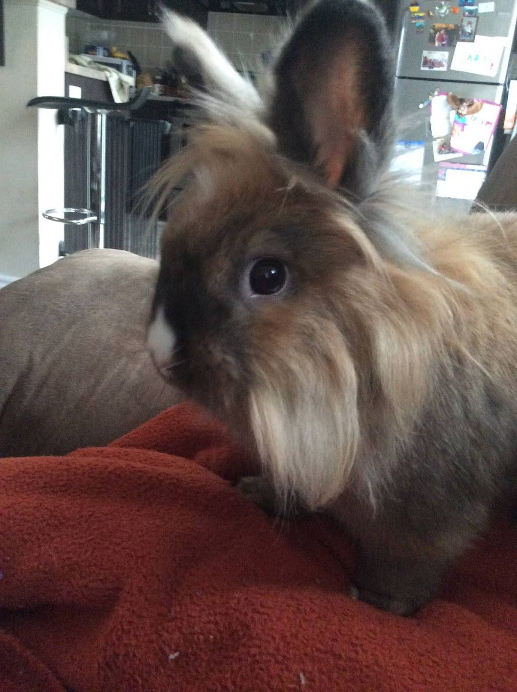 McDonalds | cafe | 3651 Strandherd Dr, Nepean, ON K2J 4G8, Canada | 6138239679 OR +1 613-823-9679