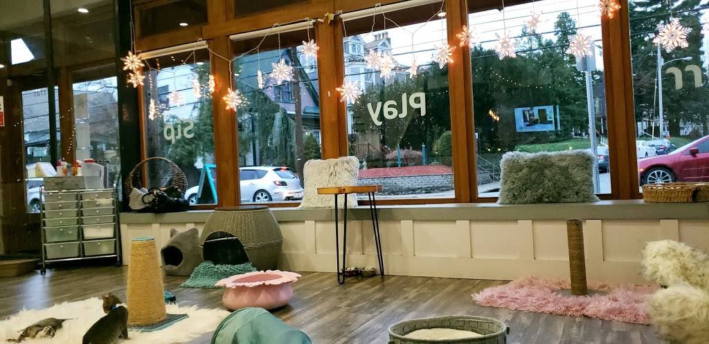 Purrfect Day Cat Cafe | restaurant | 1741 Bardstown Rd, Louisville, KY 40205, USA | 5029165051 OR +1 502-916-5051