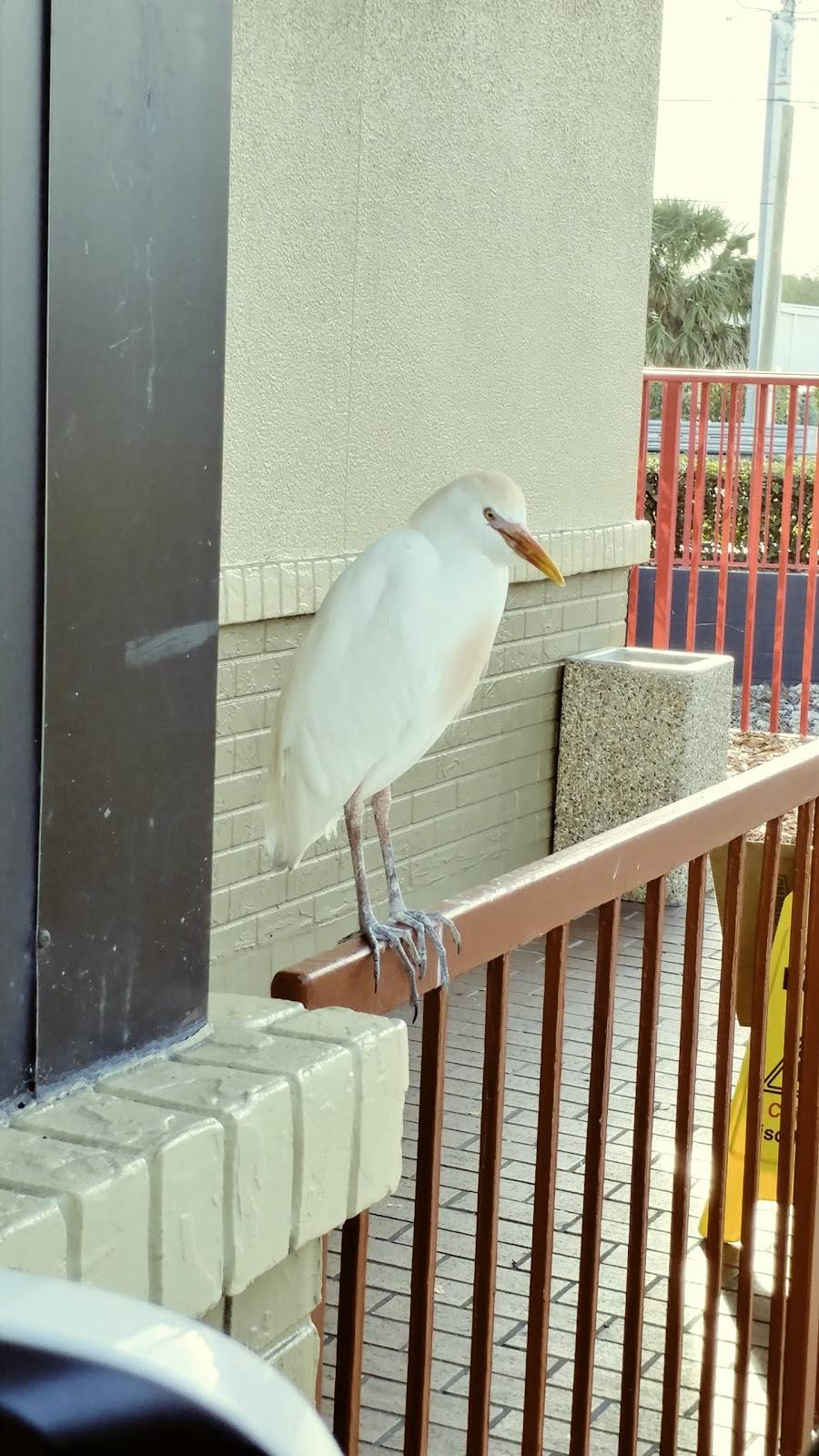 McDonalds | cafe | 1000 N Courtenay Pkwy, Merritt Island, FL 32953, USA | 3214521853 OR +1 321-452-1853