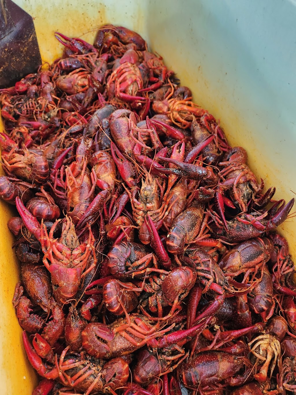 Mud Bugs, LLC | restaurant | 208 US-90, Iowa, LA 70647, USA | 3373589568 OR +1 337-358-9568