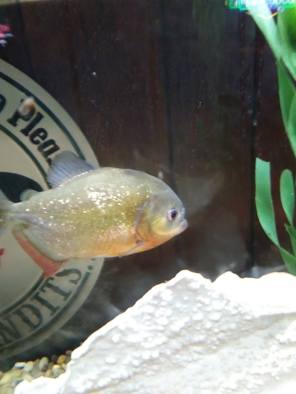 Charlies Pizza House | restaurant | 804 Summit St, Yankton, SD 57078, USA | 6056652212 OR +1 605-665-2212