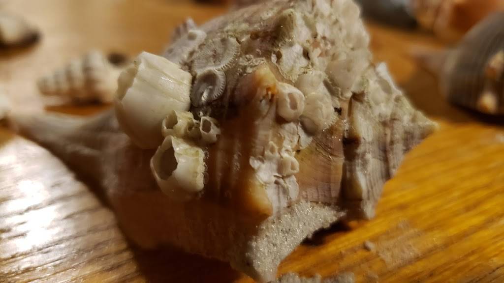 Shamrock Irish Pub | restaurant | 2201 Estero Blvd, Fort Myers Beach, FL 33931, USA | 2394638881 OR +1 239-463-8881