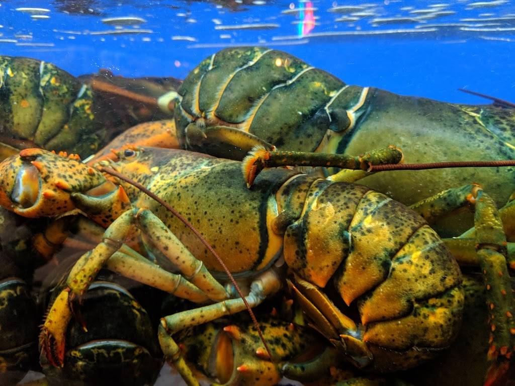 Fishman Lobster Clubhouse Restaurant 魚樂軒 | restaurant | 4020 Finch Ave E, Scarborough, ON M1S 3T6, Canada | 4163210250 OR +1 416-321-0250