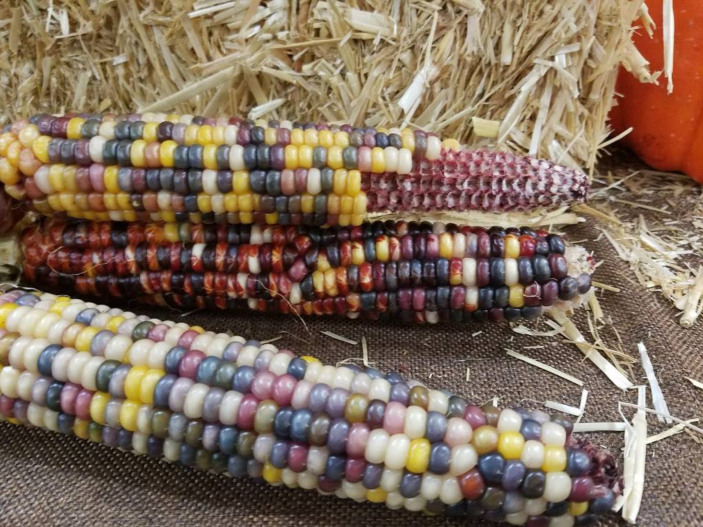 Dunkin | bakery | 333 Lynnway, Lynn, MA 01901, USA | 7815999435 OR +1 781-599-9435