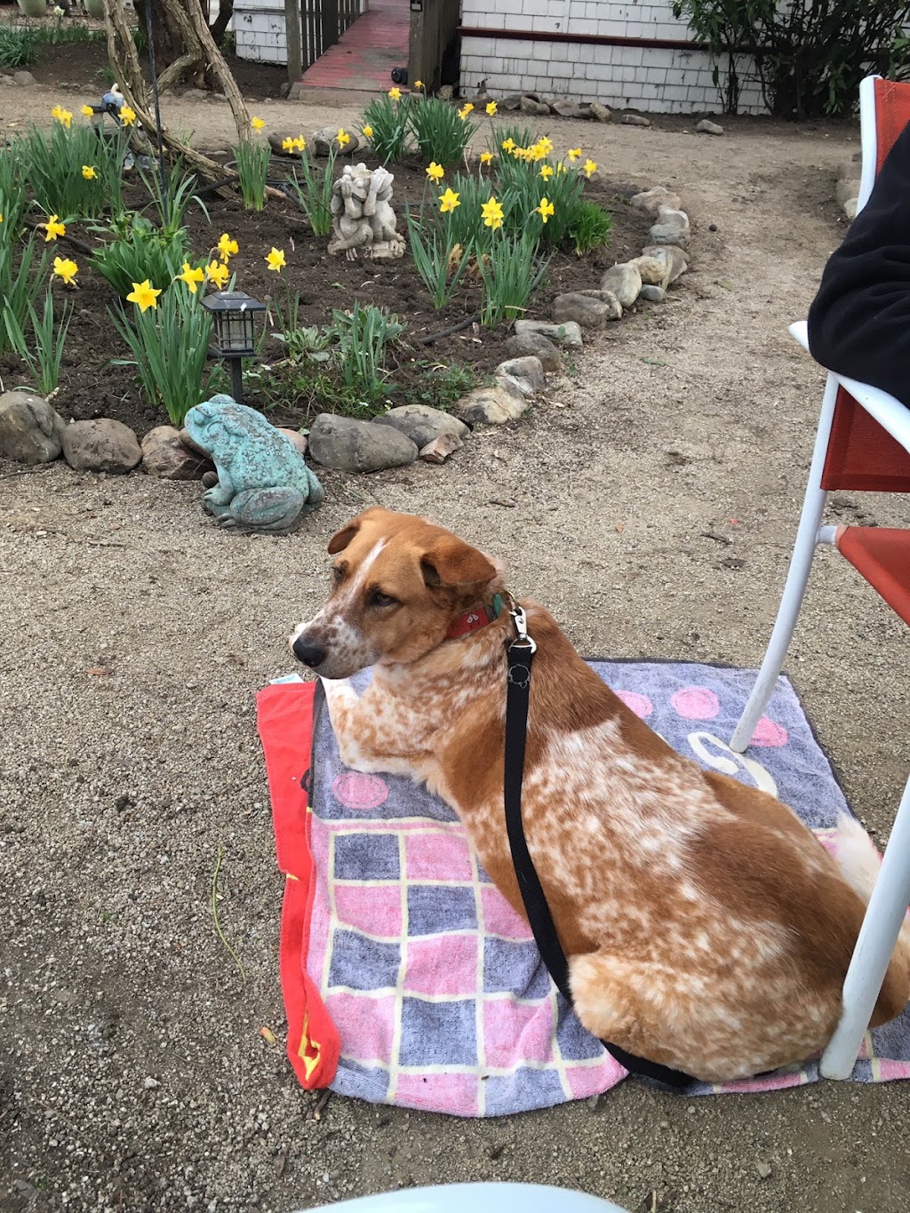 Applegate Country Club | restaurant | 15090 OR-238 Hwy 238, Applegate, OR 97530, USA | 5418461666 OR +1 541-846-1666