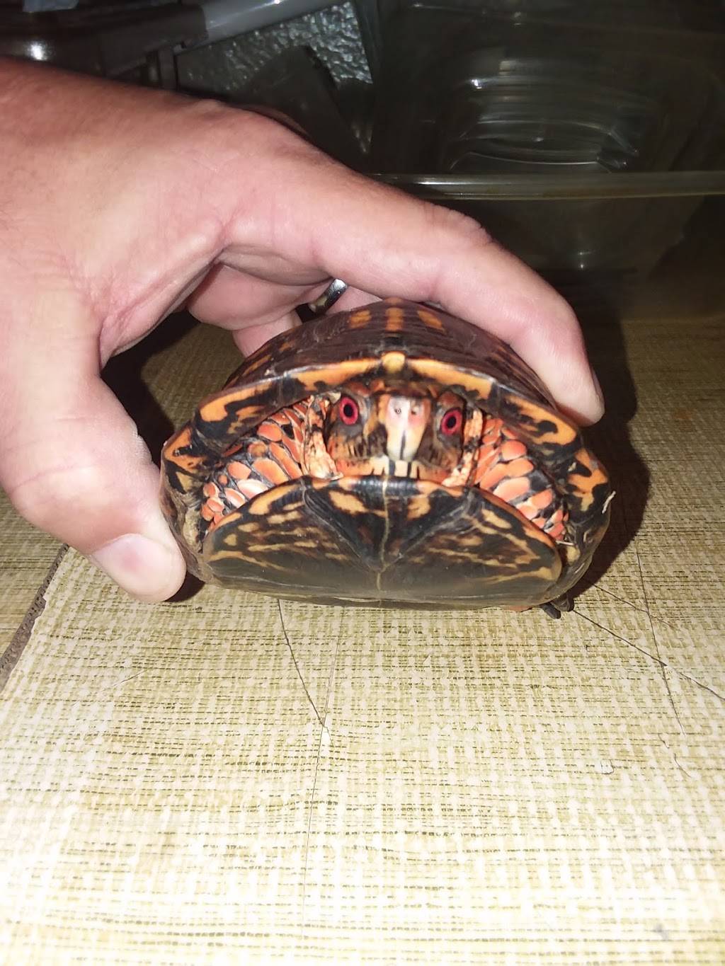 Red Dog Saloon Bar & Grill | restaurant | 1450 S Highland Ave, Jackson, TN 38301, USA | 7314248458 OR +1 731-424-8458