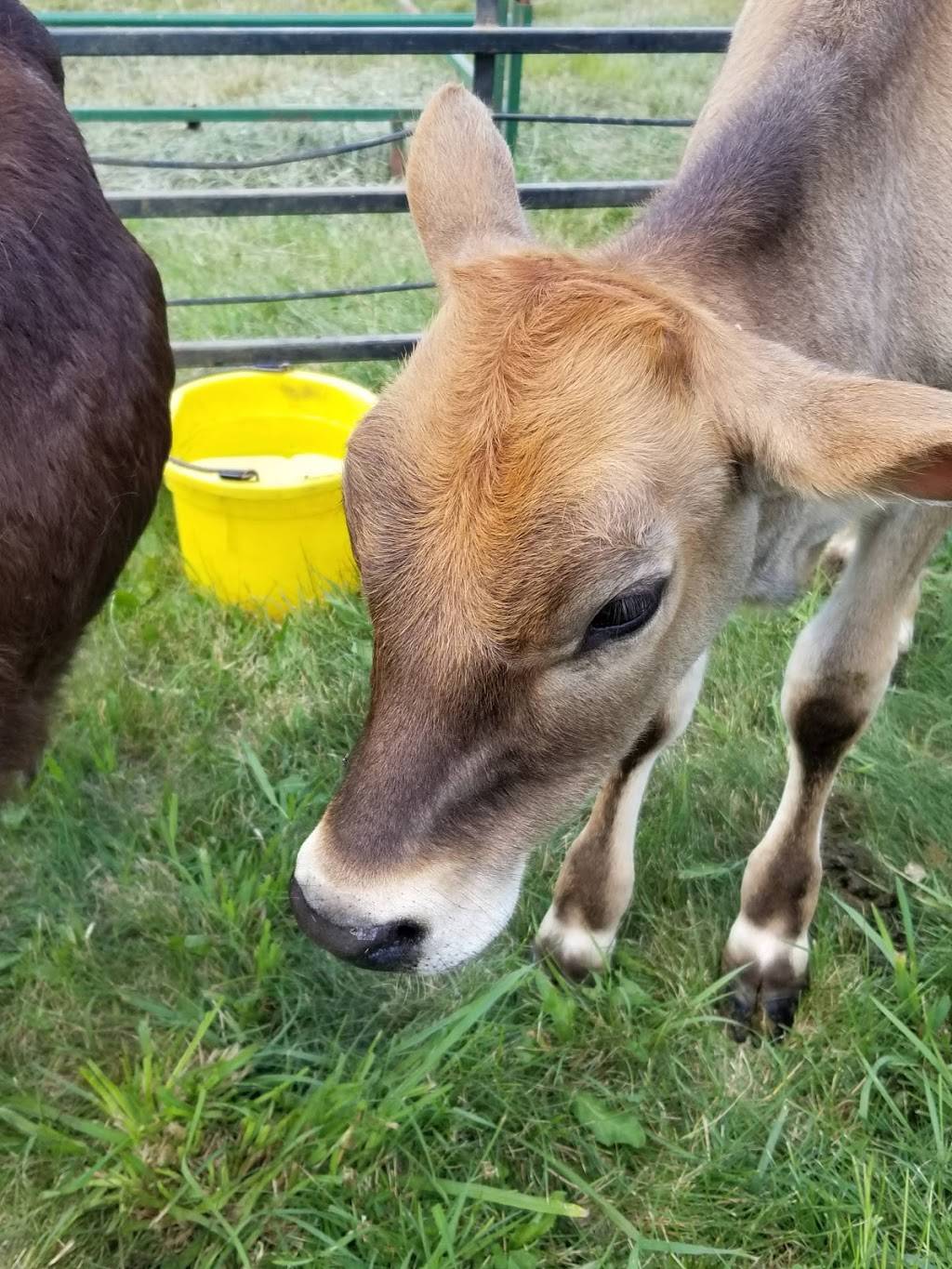 Flying Pie Pizza | restaurant | 49 1st Ave E, Luck, WI 54853, USA | 7154724343 OR +1 715-472-4343
