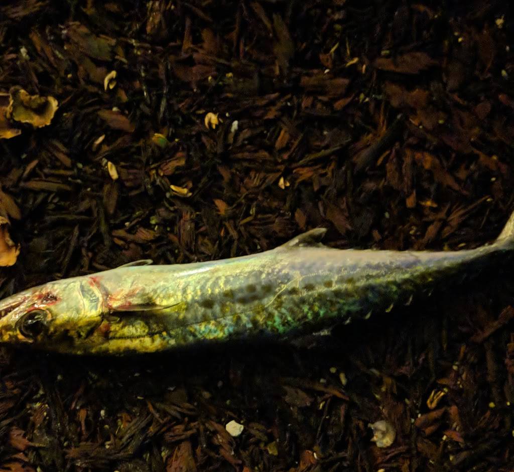 Uglys Waterside Bar | restaurant | 1131 First St, Fort Myers Beach, FL 33931, USA | 2394638077 OR +1 239-463-8077