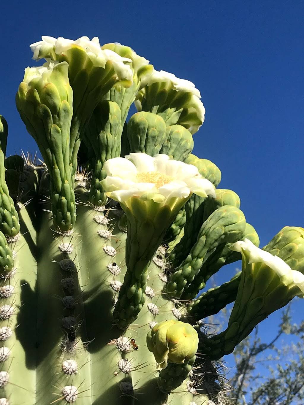 Signature Grill with Patio Dining | restaurant | 3800 W Starr Pass Blvd, Tucson, AZ 85745, USA | 5207923500 OR +1 520-792-3500