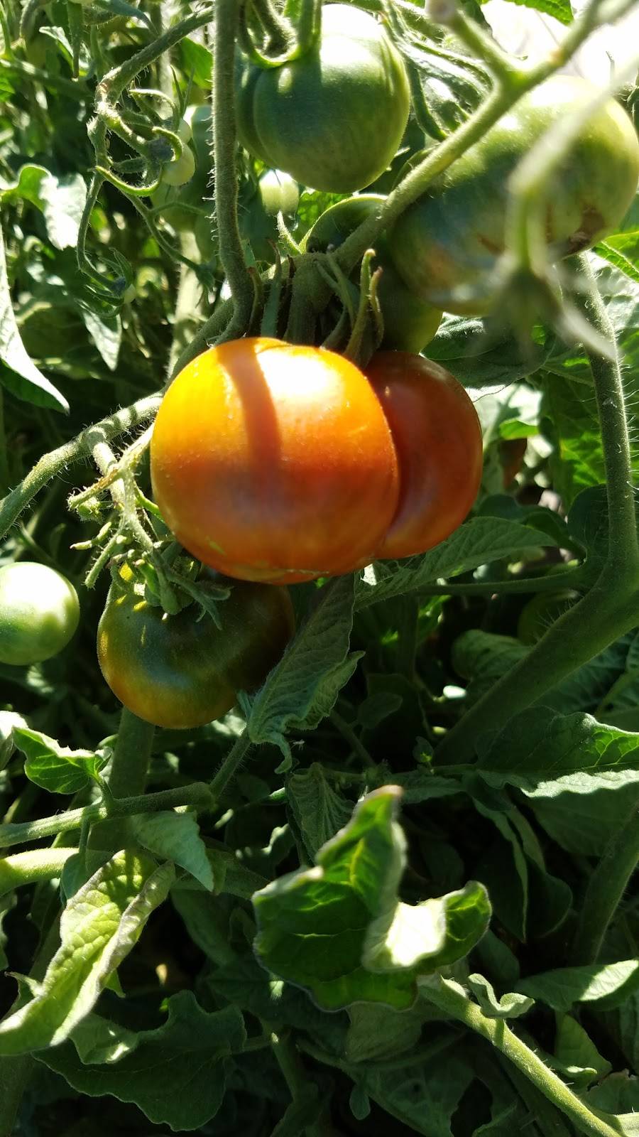 St Clair Brown Winery & Brewery | restaurant | 816 Vallejo St, Napa, CA 94559, USA | 7072555591 OR +1 707-255-5591