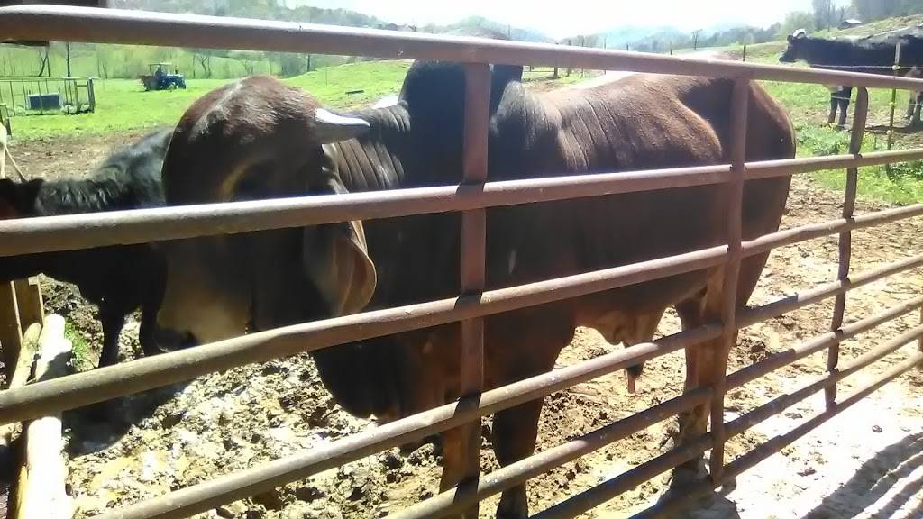 Burger King | restaurant | 130 Westgate Plaza Rd, Franklin, NC 28734, USA | 8283490437 OR +1 828-349-0437