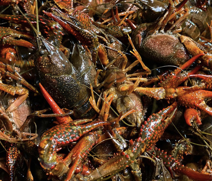 The crawdad hut | restaurant | 3147 W Oak St # A, Jena, LA 71342, USA | 3186137635 OR +1 318-613-7635