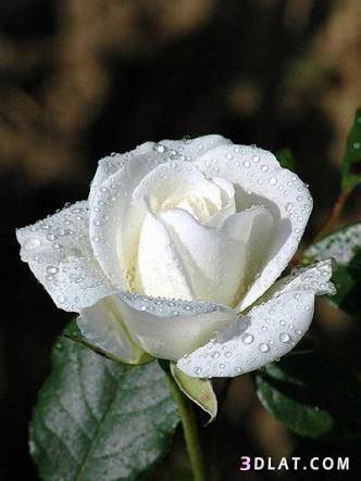 Subway | restaurant | 152 Mountainview Blvd, Wayne, NJ 07470, USA | 9734462650 OR +1 973-446-2650