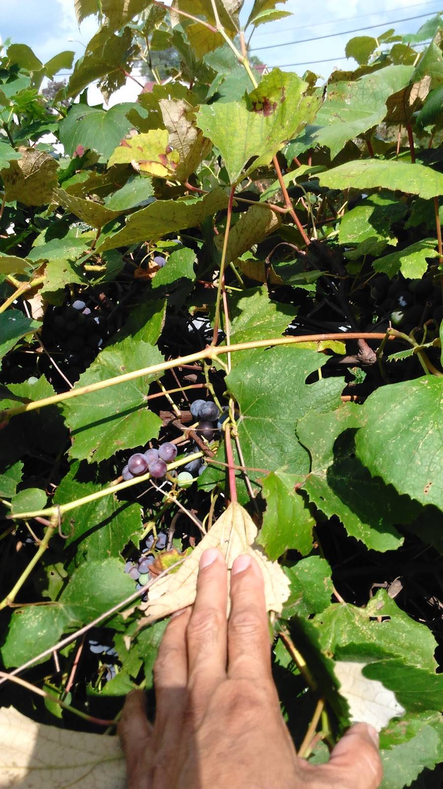 Rib Shak | restaurant | 1720 W State St, Rockford, IL 61102, USA | 7792107409 OR +1 779-210-7409