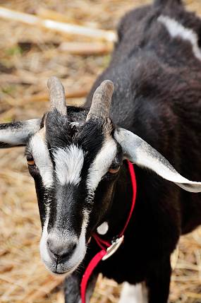 Verger Labonté | restaurant | 2291 Boulevard Perrot, Notre-Dame-de-lÎle-Perrot, QC J7V 8P4, Canada | 5144535379 OR +1 514-453-5379