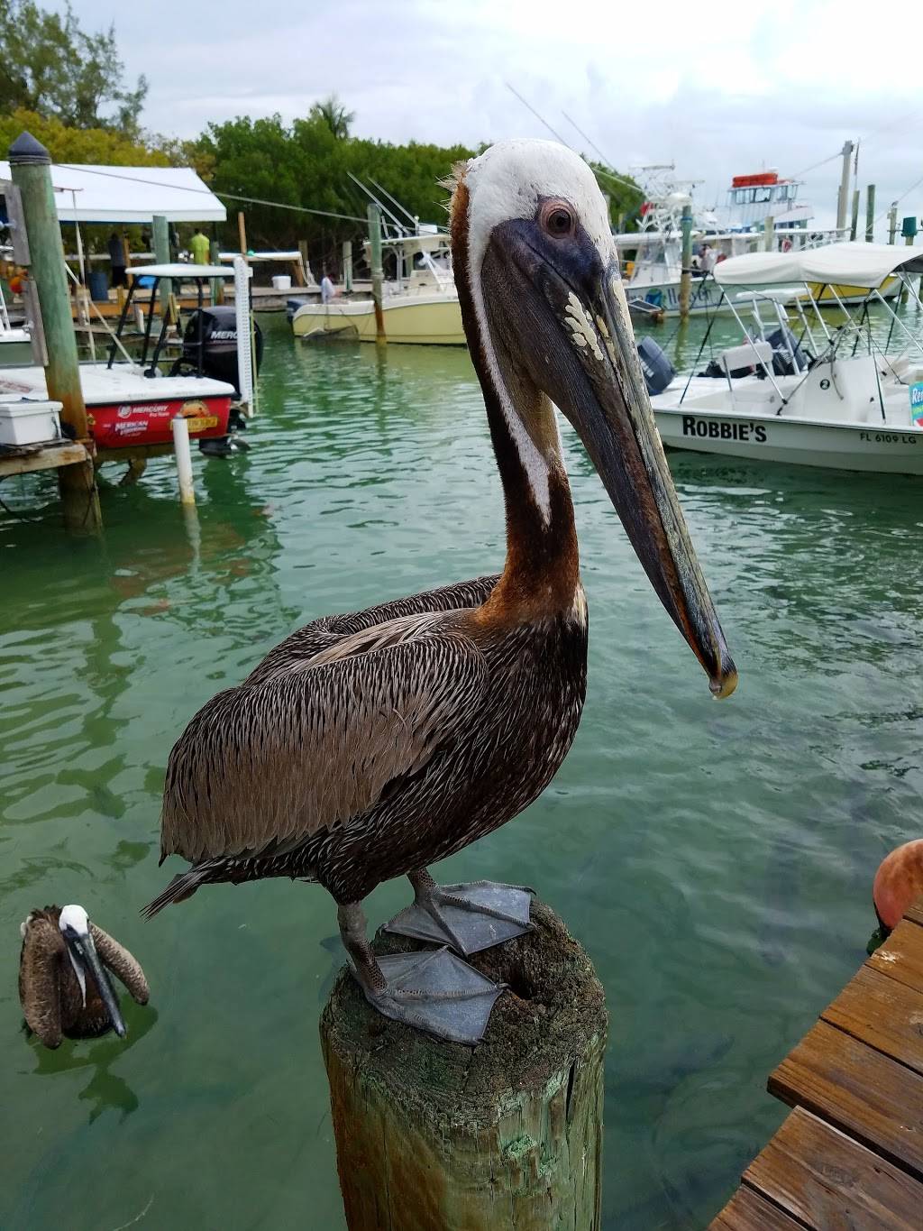 Robbies | restaurant | 77522 Overseas Hwy, Islamorada, FL 33036, USA | 3056648070 OR +1 305-664-8070