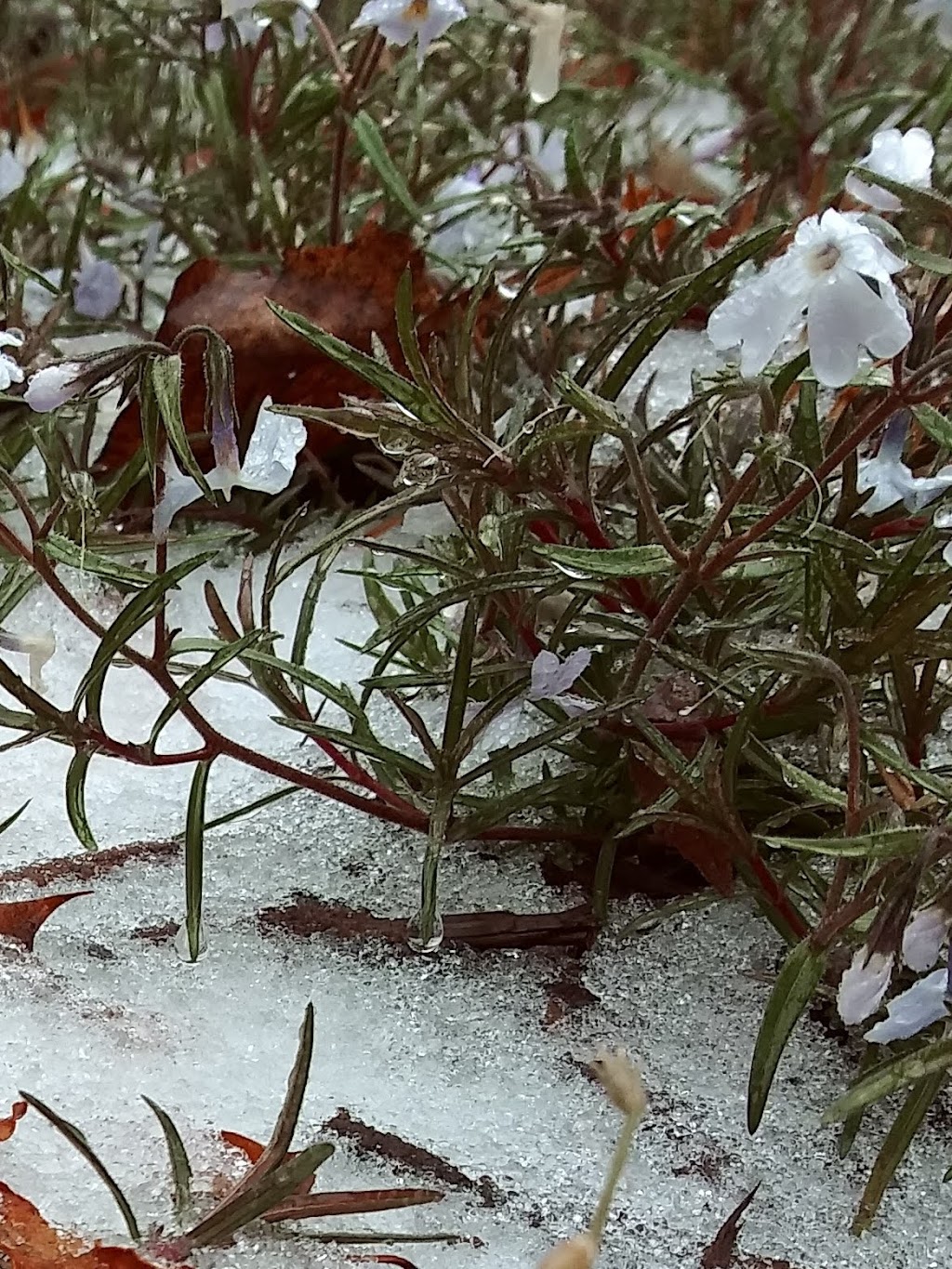 Western Market | restaurant | 2000 Pennsylvania Avenue NW #3500, Washington, DC 20006, USA | 2024520924 OR +1 202-452-0924
