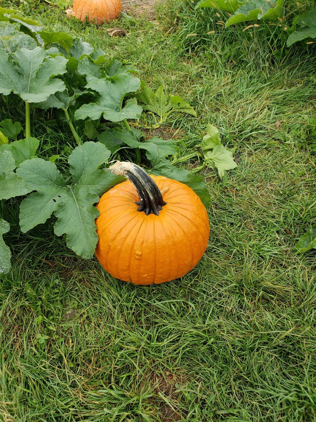 Wilsons Orchard & Farm | bakery | 4823 Dingleberry Rd NE #1, Iowa City, IA 52240, USA | 3193545651 OR +1 319-354-5651