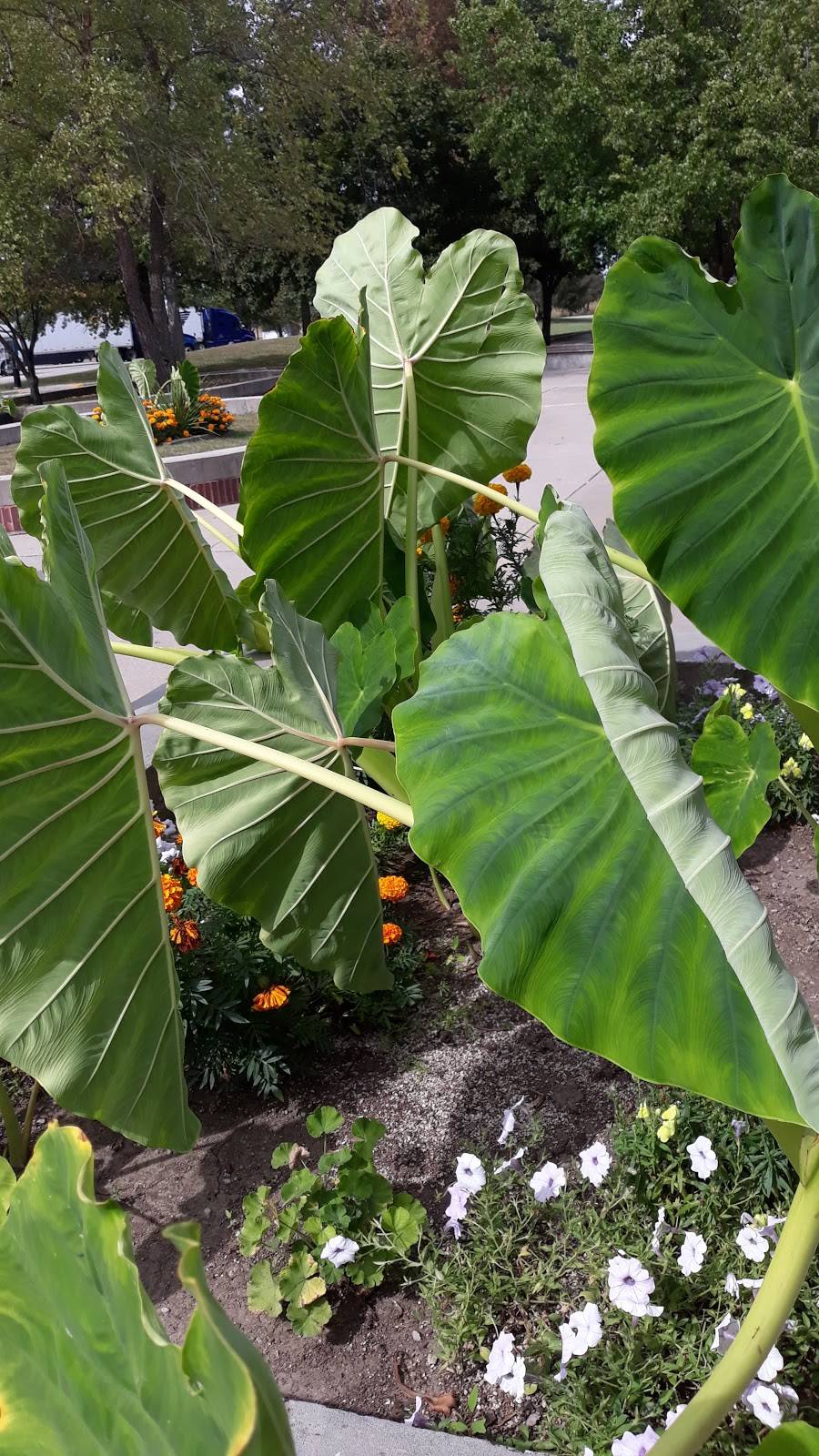 Starbucks | cafe | 3330 Central St Ste 1, Evanston, IL 60201, USA | 8474240624 OR +1 847-424-0624