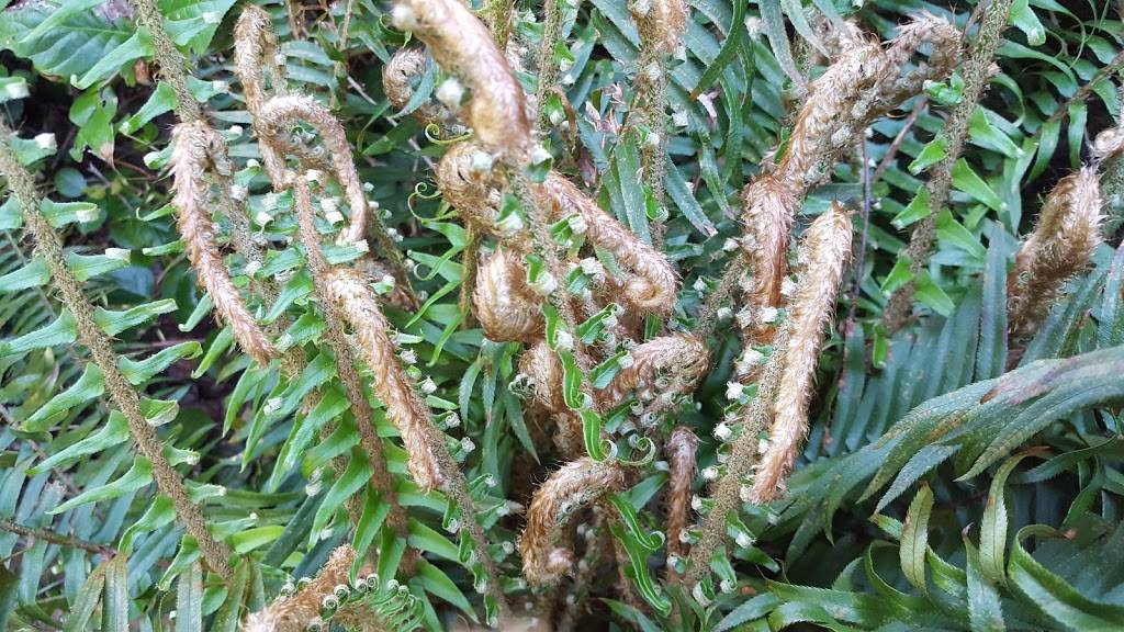 Sharis Cafe and Pies | bakery | 4316 Wheaton Way, Bremerton, WA 98310, USA | 3603731768 OR +1 360-373-1768