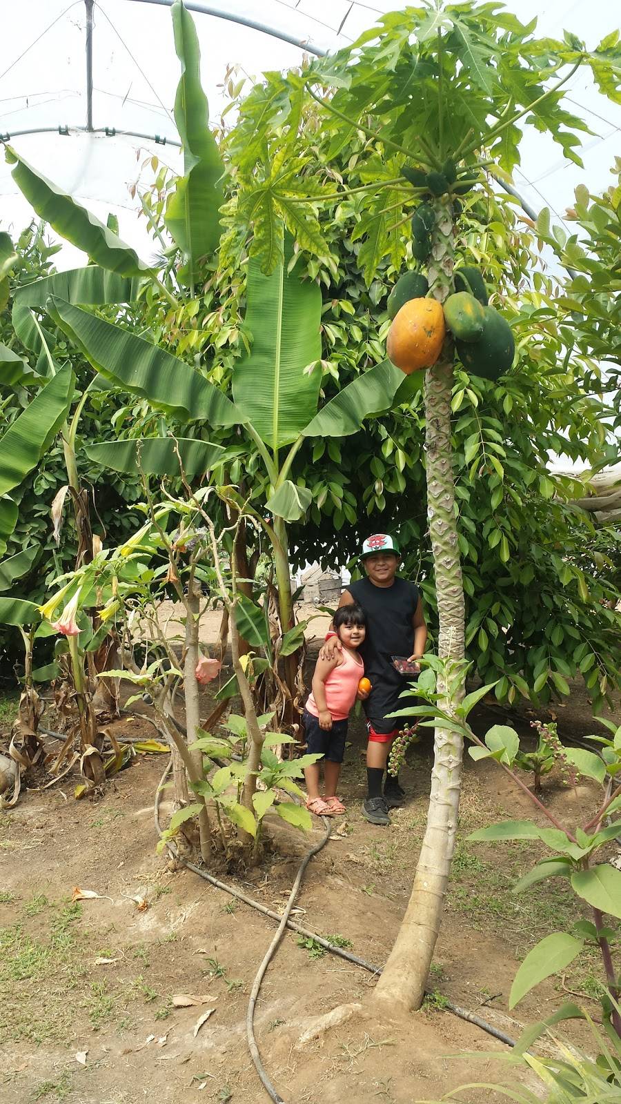 WOODLAKE CAILFORNIA | restaurant | 204 N Manzanillo St, Woodlake, CA 93286, USA | 5595642887 OR +1 559-564-2887