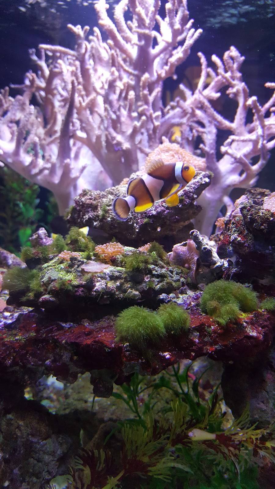 Bai Plu Thai & Sushi Bar | restaurant | 2119 N Bellflower Blvd, Long Beach, CA 90815, USA | 5623432651 OR +1 562-343-2651