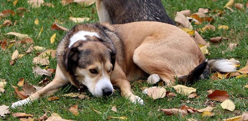 Spot Bar & Grill | restaurant | 98 S Pennsylvania St, Denver, CO 80209, USA | 3037331299 OR +1 303-733-1299