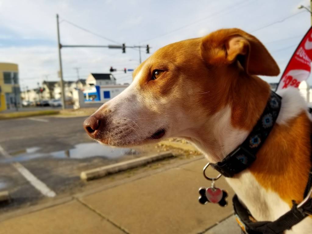 Taco Bell | meal takeaway | 199 W. Ocean View Ave, Norfolk, VA 23503, USA | 7575888604 OR +1 757-588-8604