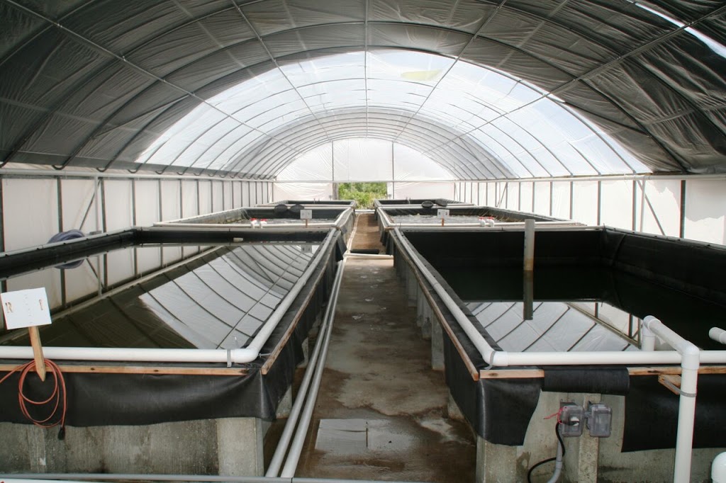 American Mariculture, Inc. Sun Shrimp | restaurant | 9703 Stringfellow Rd, St James City, FL 33956, USA | 2392604720 OR +1 239-260-4720