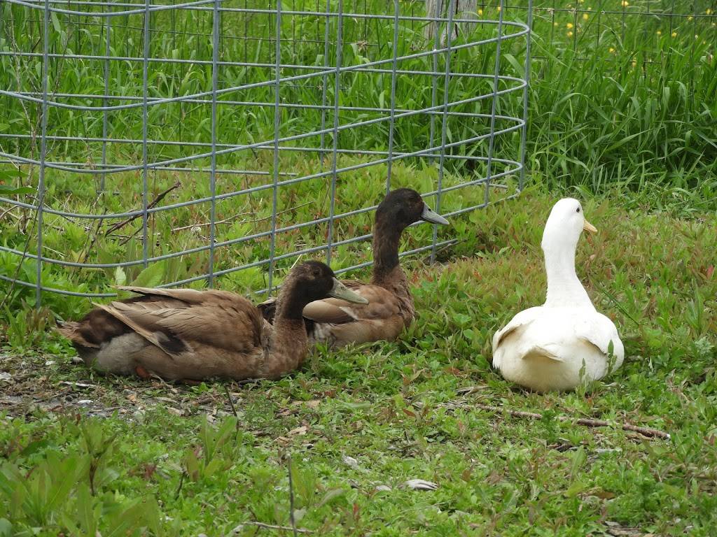 Schultz Farm and Barnside Cafe | cafe | 163 Maple Ave, Rutland, MA 01543, USA | 7742340405 OR +1 774-234-0405