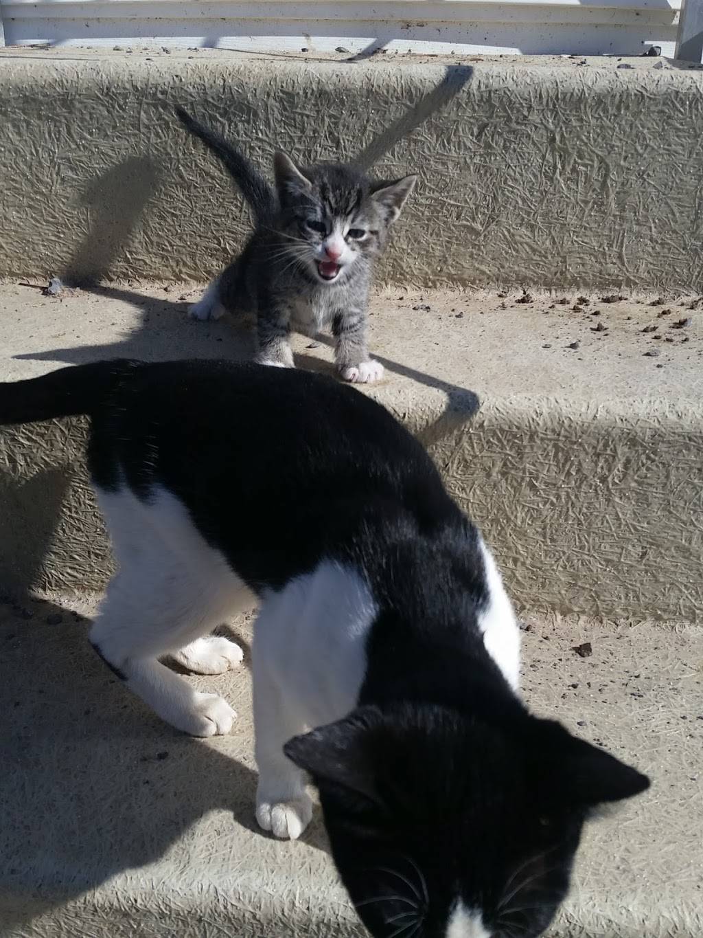 Harbs Farm | restaurant | 7802 Vienna Rd, Blossvale, NY 13308, USA | 9143207959 OR +1 914-320-7959