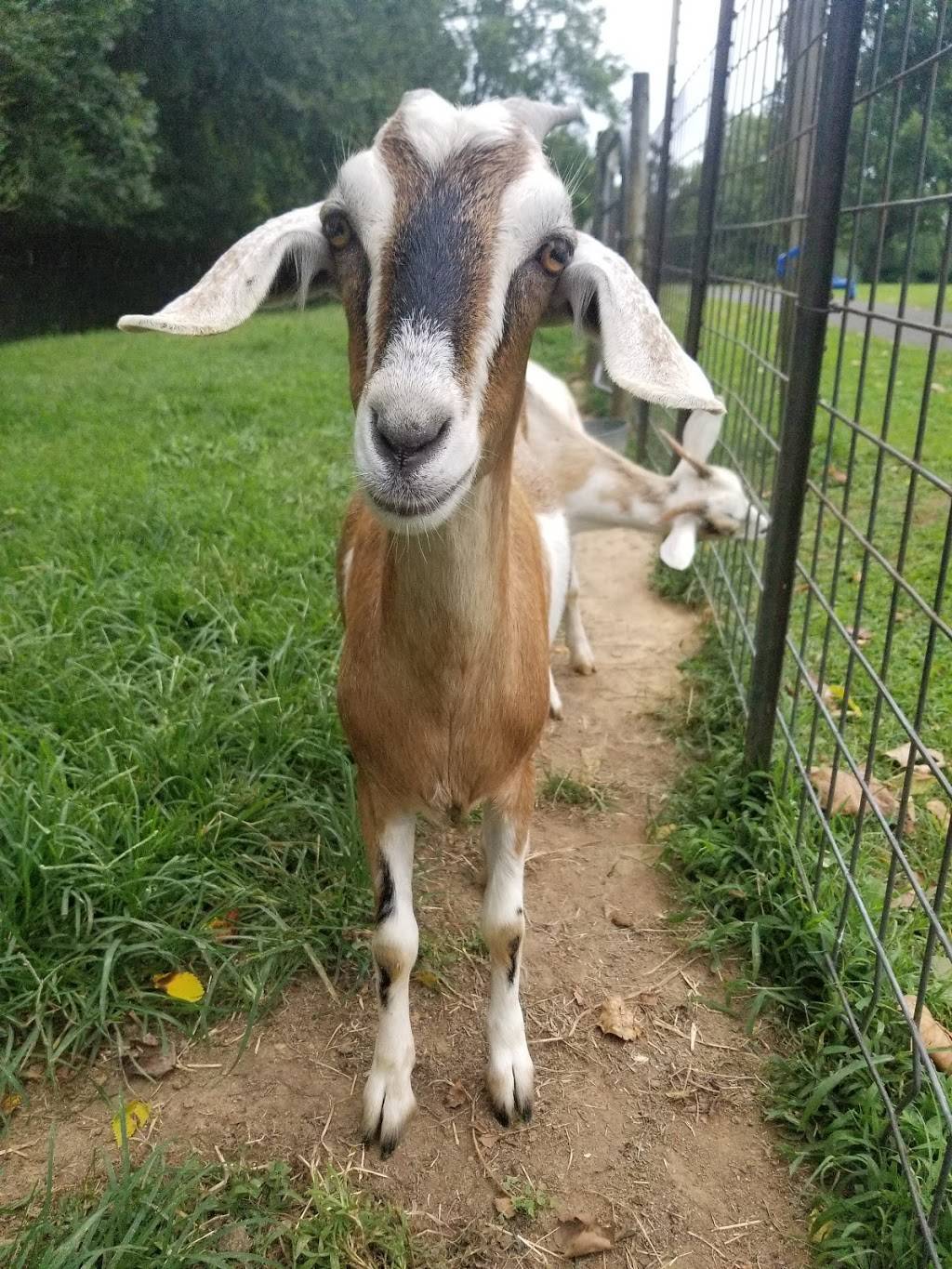 Cookie Jar Cafe | cafe | 1887 Kelly Cross Rd, Dunlap, TN 37327, USA | 4239495852 OR +1 423-949-5852