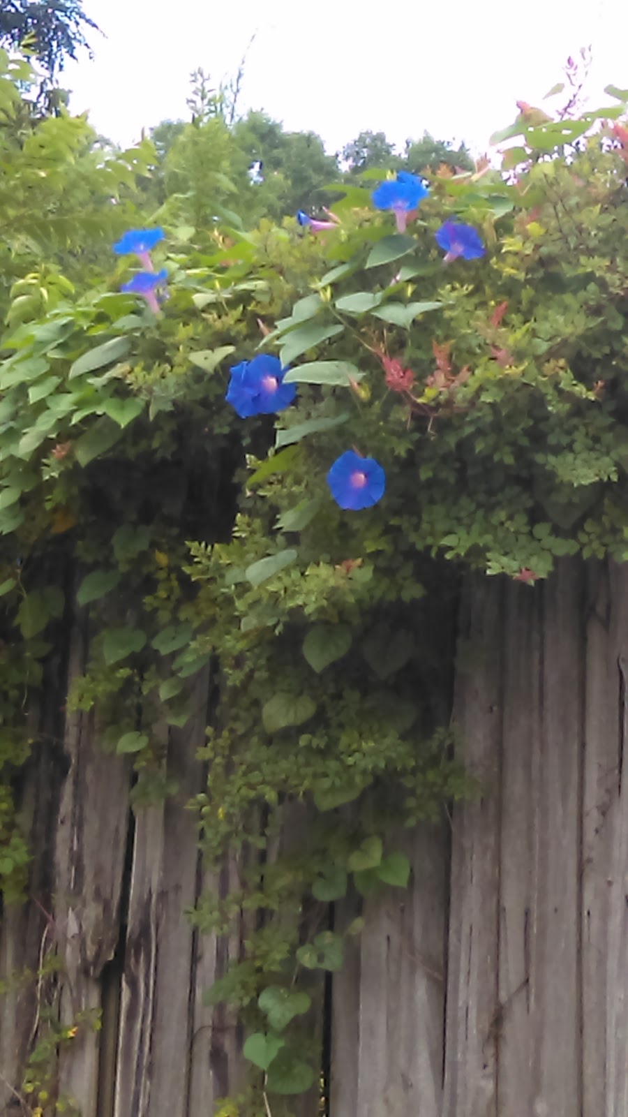 Los Amigos Mexican Restaurant | restaurant | 915 White Ave, Graceville, FL 32440, USA | 8502630240 OR +1 850-263-0240