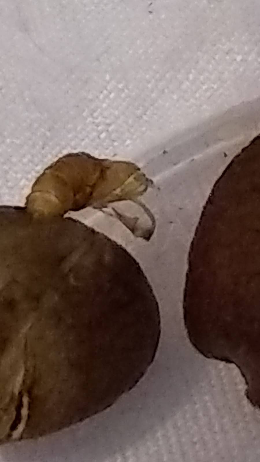 JUMPING BEANDITO | restaurant | 308 La Plata Rd NW, Albuquerque, NM 87107, USA | 8884852159 OR +1 888-485-2159