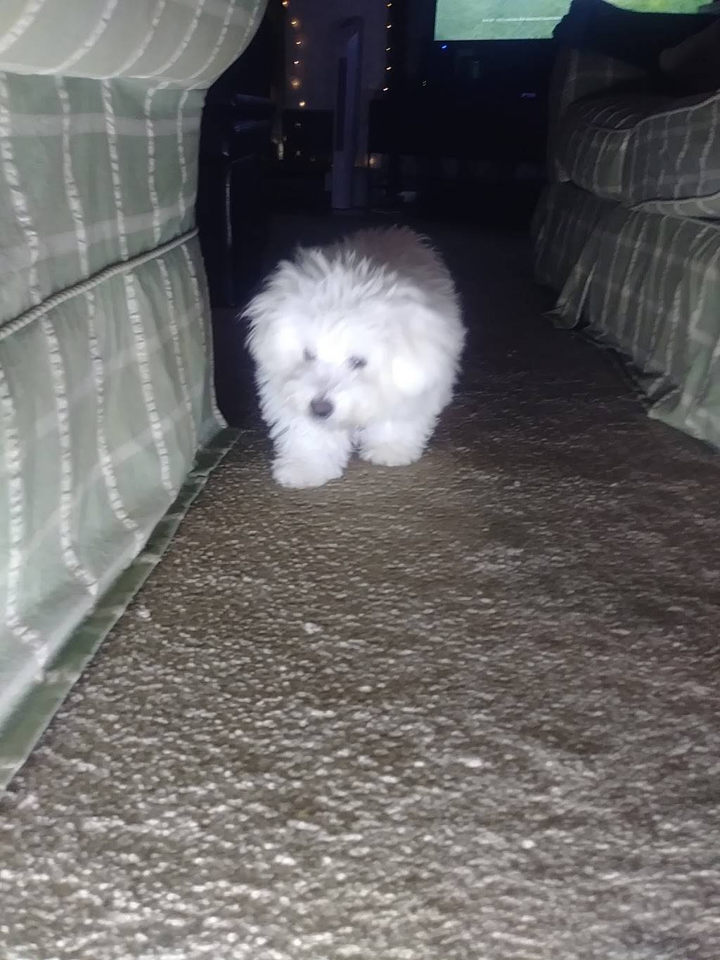 Little Caesars Pizza | restaurant | 2268 Murfreesboro Pike, Nashville, TN 37217, USA | 6158407500 OR +1 615-840-7500