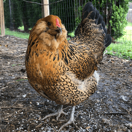 Koops Coops Dealer of Ventura Grain | restaurant | 1167 E Rd, Tiverton, RI 02878, USA | 4014184431 OR +1 401-418-4431