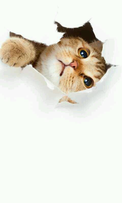 Subway | restaurant | 5031 Fruitridge Rd, Sacramento, CA 95820, USA | 9164577777 OR +1 916-457-7777