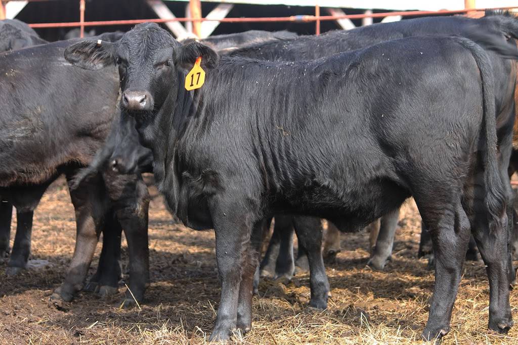 Moores Fish Farm | restaurant | 25353 S 4230 Rd, Inola, OK 74036, USA | 9183414194 OR +1 918-341-4194