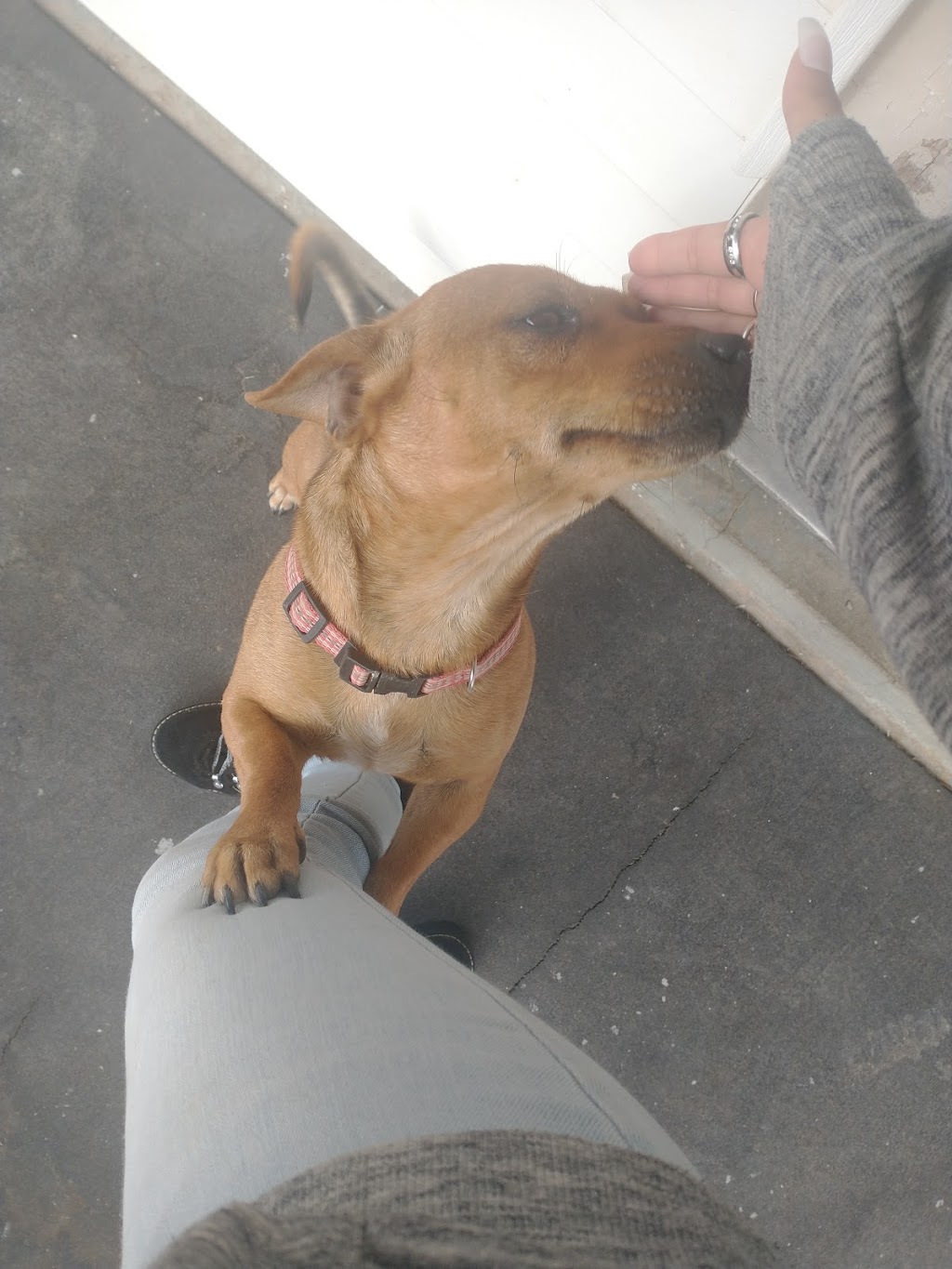 Queen bee shop scackz | restaurant | 2200 E Amarillo Blvd, Amarillo, TX 79107, USA | 8066705856 OR +1 806-670-5856