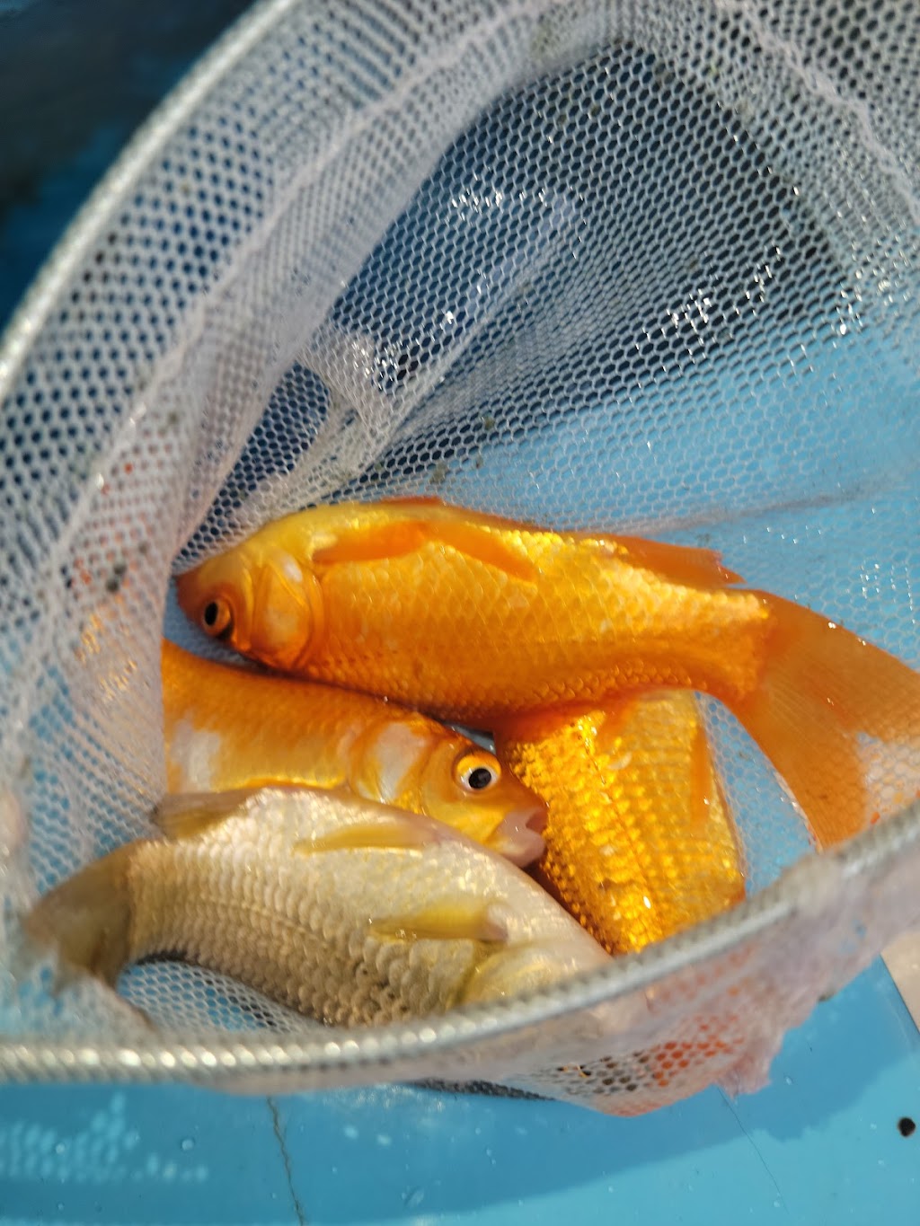 Bait Beer & Biscuits | restaurant | 3603 Awalt Rd, Tullahoma, TN 37388, USA | 9314097185 OR +1 931-409-7185