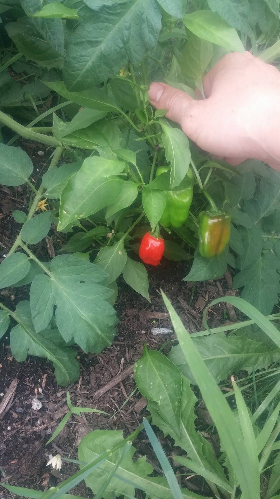 Thai Taste | restaurant | 435 Cottage Rd, South Portland, ME 04106, USA | 2077673599 OR +1 207-767-3599