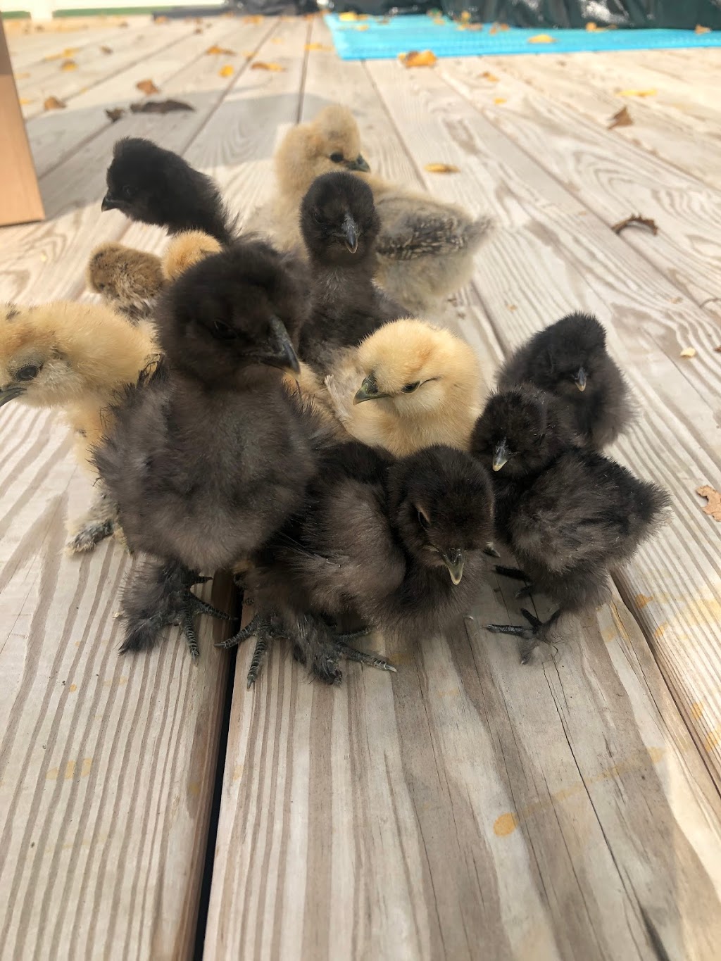 Sunny Side Silkies | restaurant | 7630 Center St, Emerald, PA 18080, USA | 4845535468 OR +1 484-553-5468