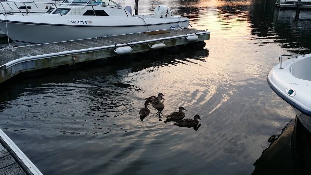 Stoutens Bear Creek Marina LLC | meal takeaway | 817 Wise Ave, Dundalk, MD 21222, USA | 4104772288 OR +1 410-477-2288