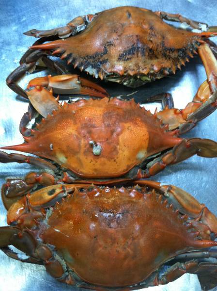 Corner Crab House | restaurant | 4600 Erdman Ave, Baltimore, MD 21205, USA | 4104857442 OR +1 410-485-7442